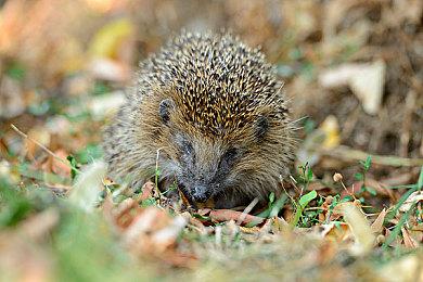 2011年被取消作品《毁灭公爵3D：重装出击》泄露